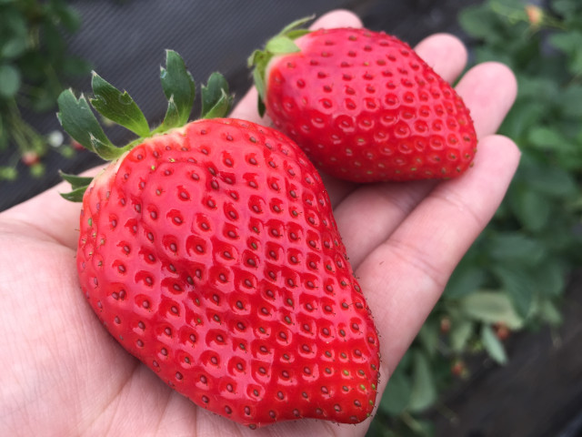日光でいちご狩り🍓